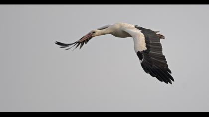 White Stork