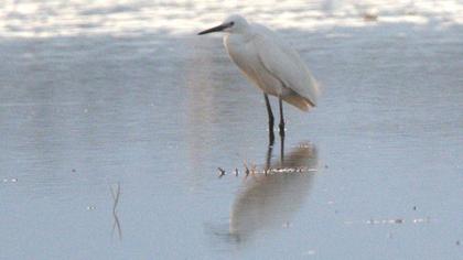 Little Egret