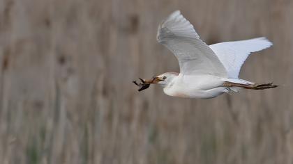 Sığır balıkçılı