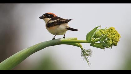 Woodchat Shrike