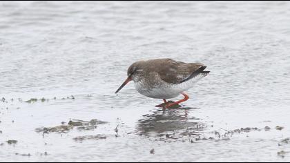 Common Redshank