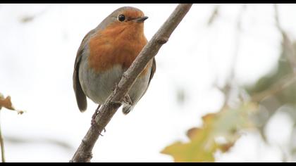 European Robin