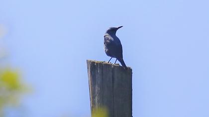 Blue Rock Thrush
