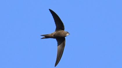 Pallid Swift