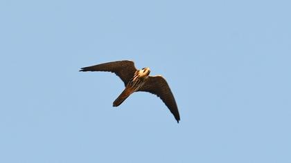 Eurasian Hobby