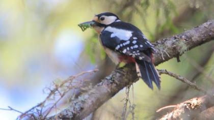 Great Spotted Woodpecker