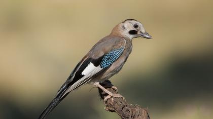 Eurasian Jay