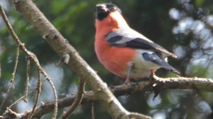 Eurasian Bullfinch