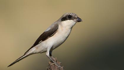 Lesser Grey Shrike