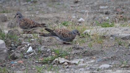 European Turtle Dove