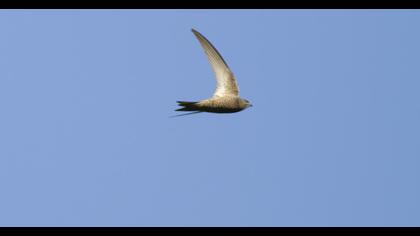 Pallid Swift