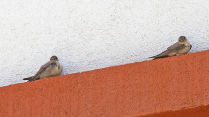 Eurasian Crag Martin