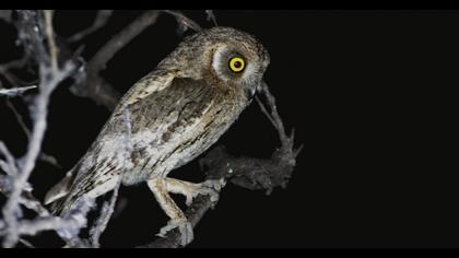 Pallid Scops Owl