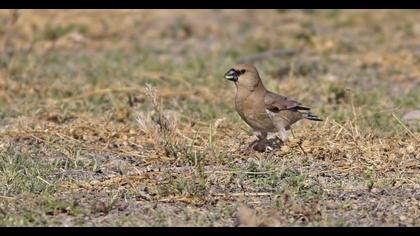 Desert Finch