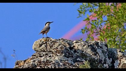 Eastern Rock Nuthatch