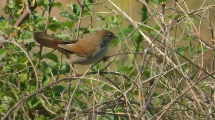 Cetti`s Warbler