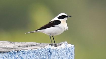 Black-eared Wheatear