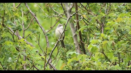 Akgerdanlı ötleğen