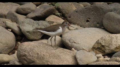 Common Sandpiper