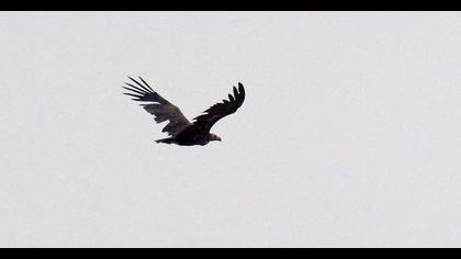 Cinereous Vulture