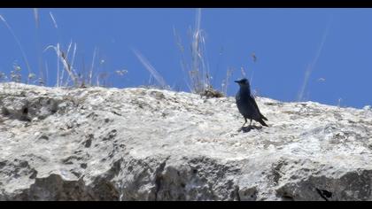 Blue Rock Thrush