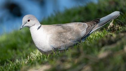 Eurasian Collared Dove