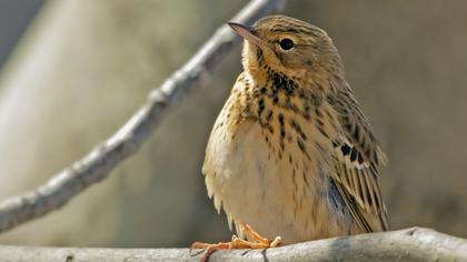 Tree Pipit