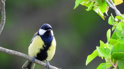 Great Tit