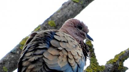 Laughing Dove