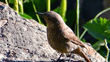 Common Rock Thrush