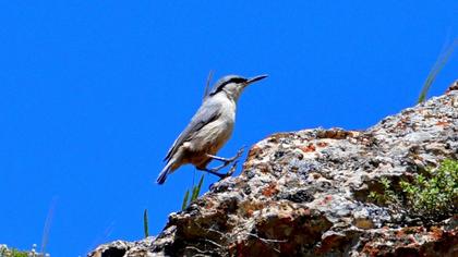 Western Rock Nuthatch