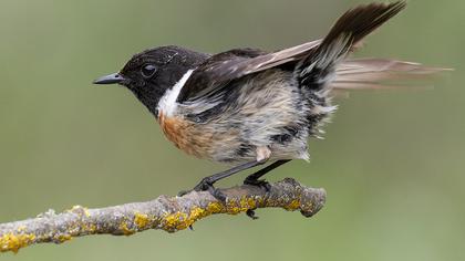 European Stonechat