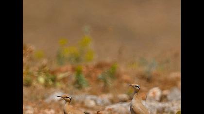 Cream-colored Courser