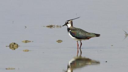 Northern Lapwing