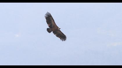 Griffon Vulture