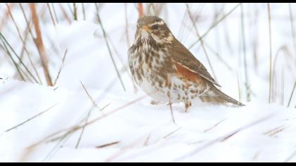 Redwing