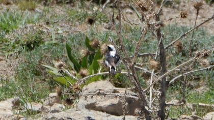 Finsch`s Wheatear