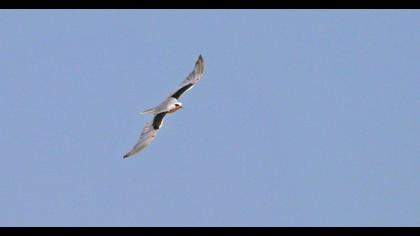 Black-winged Kite