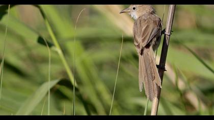 Iraq Babbler