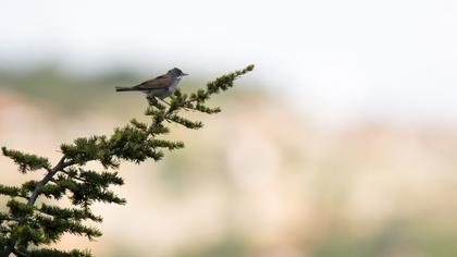 Common Whitethroat