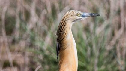 Squacco Heron