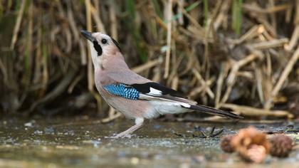 Eurasian Jay