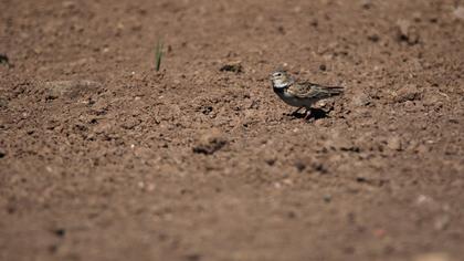 Calandra Lark