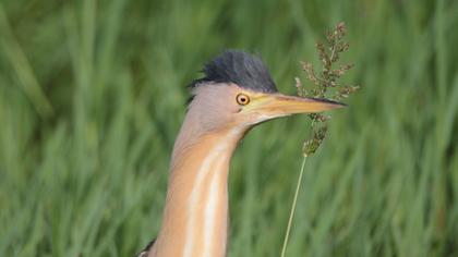 Little Bittern