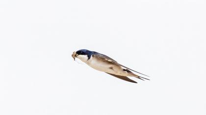 Common House Martin