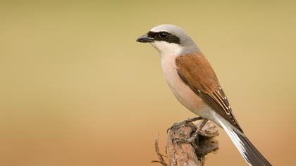 Red-backed Shrike