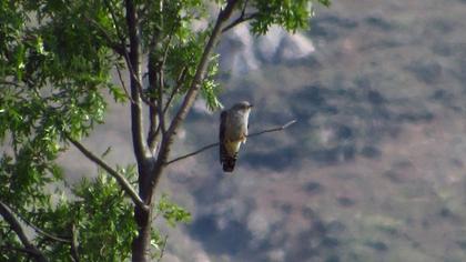 Common Cuckoo