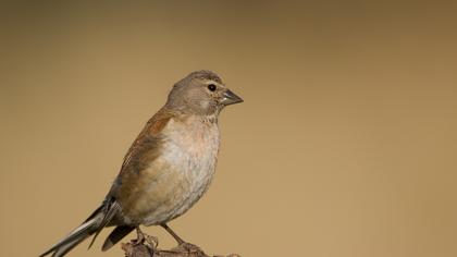 Common Linnet