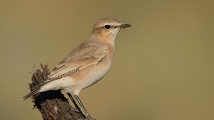 Isabelline Wheatear