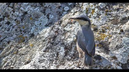 Western Rock Nuthatch